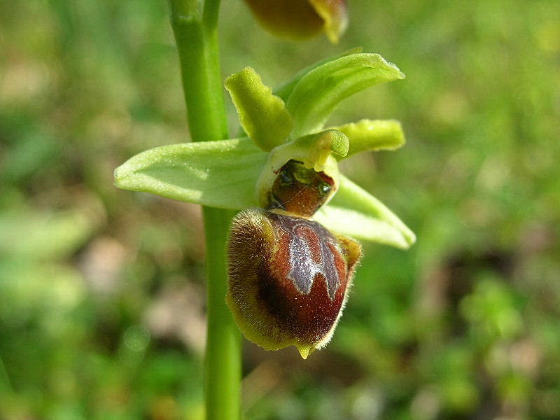 Ophrys sphegodes